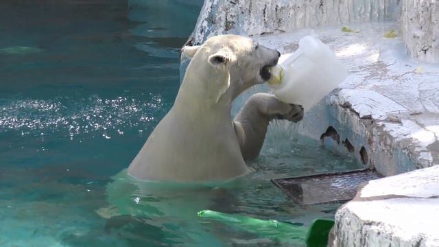 シミュレーションは念入りに💗ホウちゃんパイプを落すのも時間の問題かもね【天王寺動物園】 смотреть онлайн
