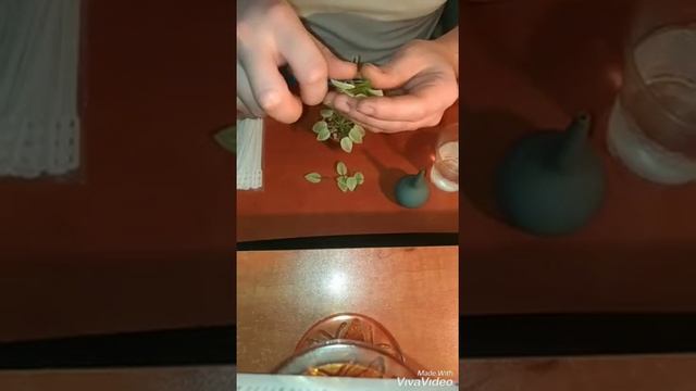 Фиалка,размножение листовой химеры Rob's Lucky Penny смотреть онлайн