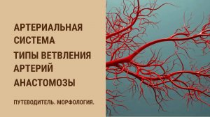 Артериальная система. Типы ветвления артерий. Анастомозы