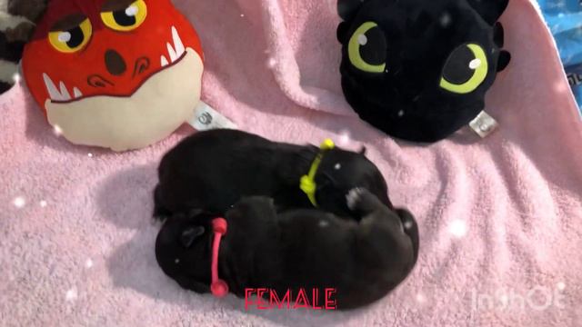 Miniature Bullterrier puppy. Миниатюрный бультерьер щенки.
