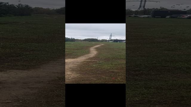 Мартин гоняет на Поле рядом с моим домом без поводка стаю птиц. смотреть онлайн