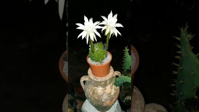 Echinopsis Subdenudata Cactus in Bloom. 1,2,3,4