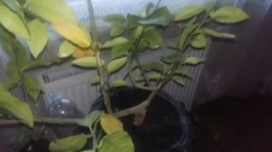 Лимон от А до Я за 2 минуты