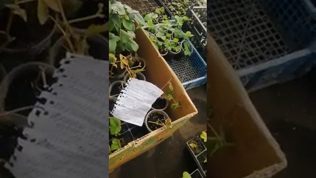 Начинается отправка заказов с малиной окс, смородины и ежевики Ферма "Омская Ягода"