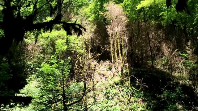 Активный отдых в окрестностях Сочи и Абхазии смотреть онлайн