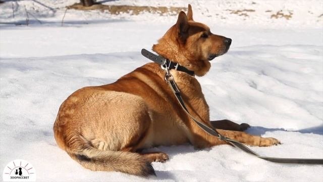 Взять собаку из приюта Банзай. Приют ЗООРАССВЕТ