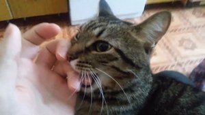Кошка "Ласка" ласково кусается :)