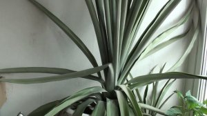 Стимулируем Ананас на цветение 2022.mp4