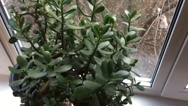 Денежное дерево / Толстянка / Крассула