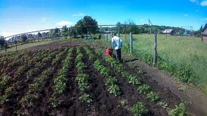 Окучивание картофеля  фрезами на мотоблоке Ока и мотыгой