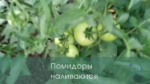 Обработка помидор после дождя и града. Хорошая профилактика и подкормка+лечение для многих растений.