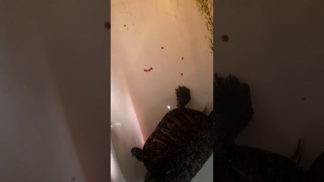 Черепаха Тортилла обедает. смотреть онлайн