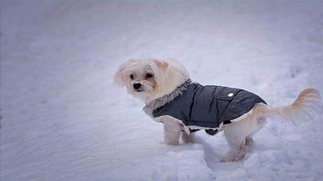 Собаки зимой.Финская мода.2019 смотреть онлайн