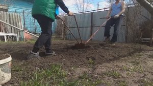 Сажаем картошку без лопаты.