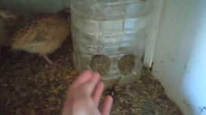 Виргинские перепела снесли первое яйцо / Необычное яйцо от селадонов