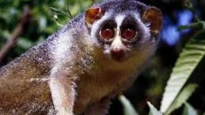 Лимур Лори.