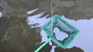 Тритон обыкновенный?(Lissotriton vulgaris)