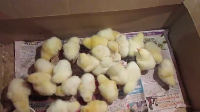 Бройлерные цыплята Арбор Айкрес и гусята Линда и Ланда. смотреть онлайн