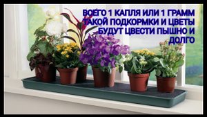 1 Капля или 1 грамм этого средства, цветы будут цвести пышно и долго!.mp4