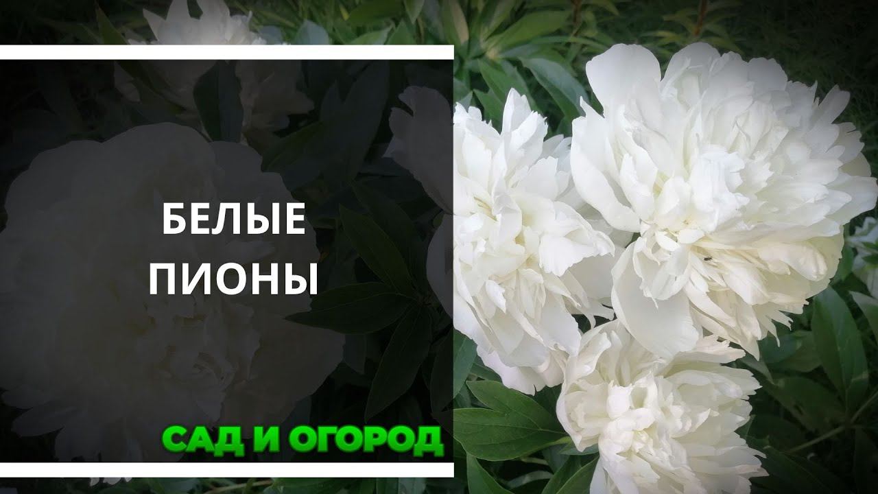 Мои белые пионы. Выращивание и уход