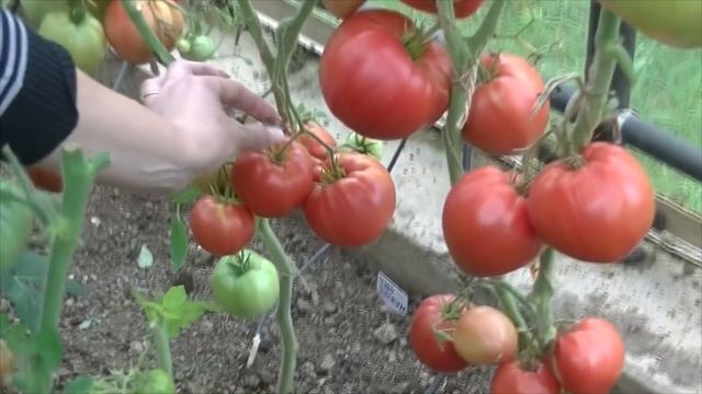 Капельный (капиллярный) полив для теплицы. Где  купить. Как смонтировать. Какой лучше.