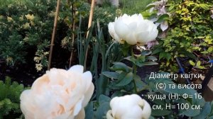 Півонія Пастелеганс/Paeonia Pastelegance