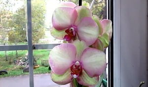 Уход за орхидеями. Борьба с  трипсами, щитовкой, мучнистым червем. И  реклама на канале..mp4