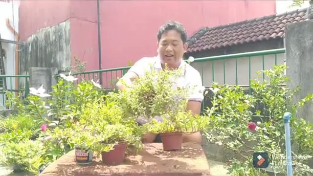 Easy to plant, easy to grow: Portulaca oleracea aka Vietnam Rose смотреть онлайн