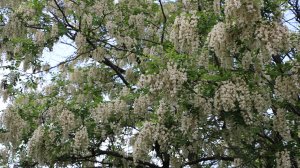 Белой акации гроздья душистые