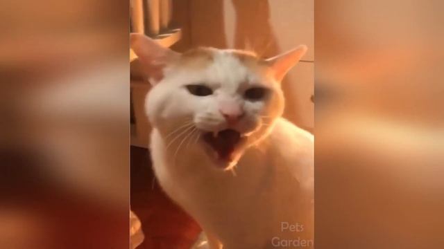 Day Animals | Самые смешные животные - Лучшее из забавных видео про животных