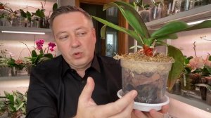 УГРОБИЛ ОРХИДЕЮ РЕДКУЮ биг лип фантастическая жемчужина - что с орхидеей