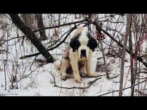 «17 дней ада»: собаку привязали к дереву и оставили замерзать, но ей было ради кого жить эти 17 дней