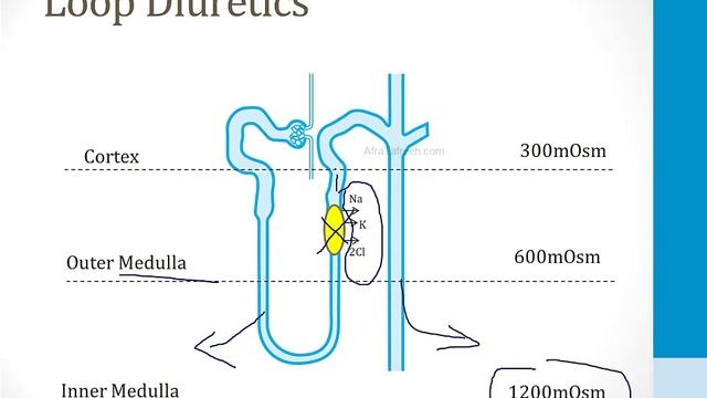 Почки USMLE - 5. Другие темы по почкам - 3.Диуретики (Boards and Beyond)