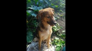 Щенок Кексик: ребенок, который очень любит компанию котов