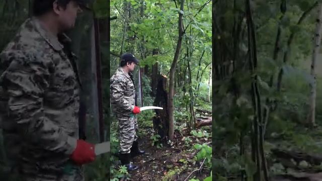 Пилим старое сухое дерево на даче