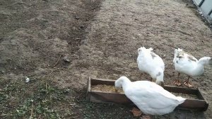 Гуси бегают за хозяином, как будто голодные!