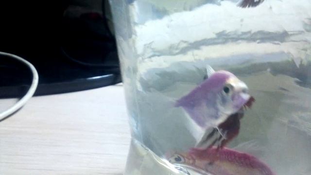 Пополнение в акву ( пара петушков,2 тернеции , кубинский красный рак и живородящие улитки (мелания смотреть онлайн