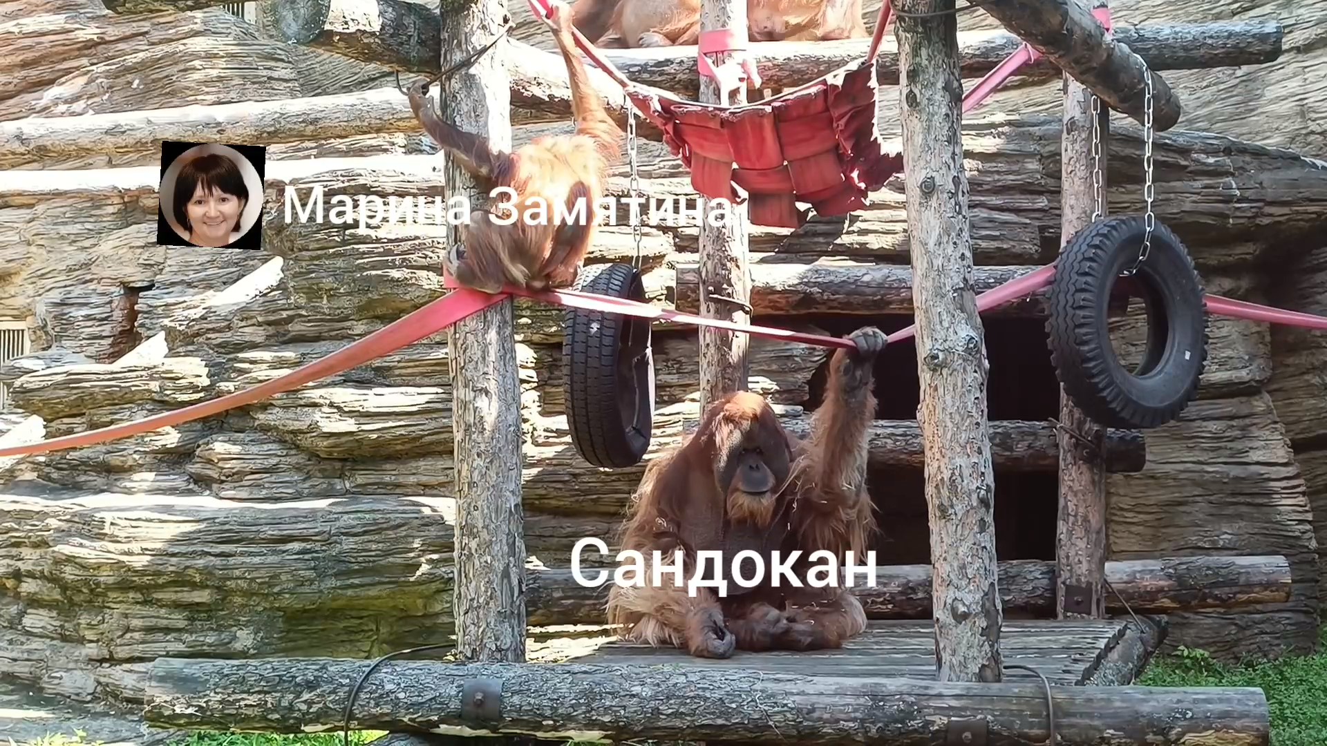 Семья суматранских орангутанов гуляют в уличном вольере.