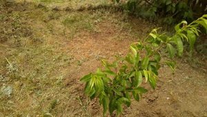 ПЕРСИК. посадка Персика. уход за Персиком//PEACH. Peach planting. Peach care.