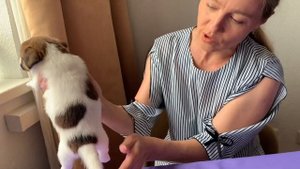 Купить щенка Джек Рассел терьера
