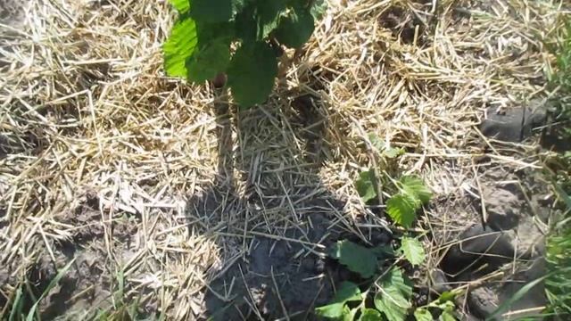 Обробка Актарою фундука та волошського горіха від хруща смотреть онлайн