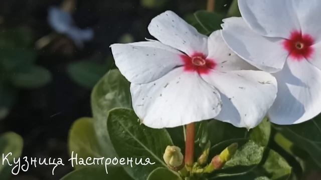 20 марта Весеннее Равноденствие. Что нельзя делать 20 марта. Народные традиции и приметы и суеверия