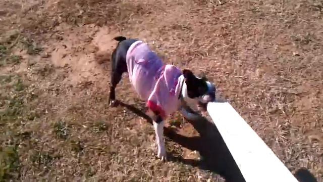 The Mirt is a carpenter смотреть онлайн