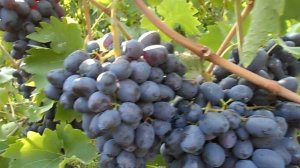 Виноград Краса Балок