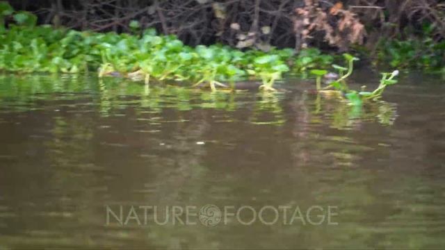 Giant Otter swims along the river bank смотреть онлайн