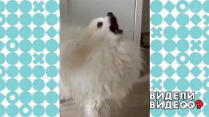 Шпиц, который не любит мыть лапы. Видели видео? Фрагмент выпуска от 29.05.2022