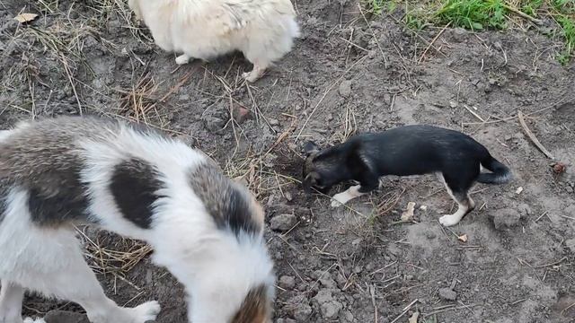 ❤День Добрых Дел/Лерины поделки/ ПРИВЕТ ОТ ХВОСТИКОВ ИЗ ДОМА смотреть онлайн