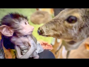 Степашка и Мила очень понравились друг другу, а Люська косуленка побаивается!