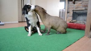 Dog and Capybara 2