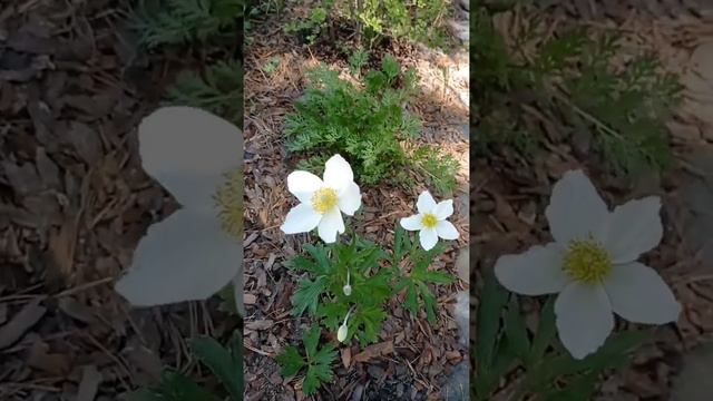 Нежнятина...🌼 Анемон #многолетники #надаче #цветывсаду #красотища смотреть онлайн